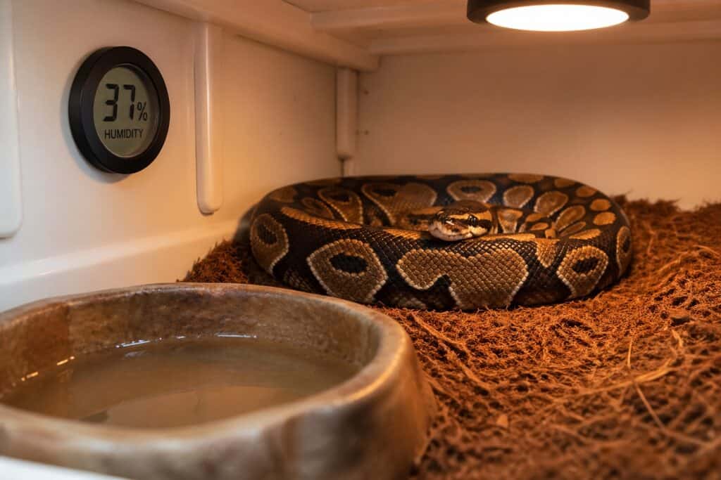 Ball python inside an enclosure with a digital hygrometer showing low humidity reading