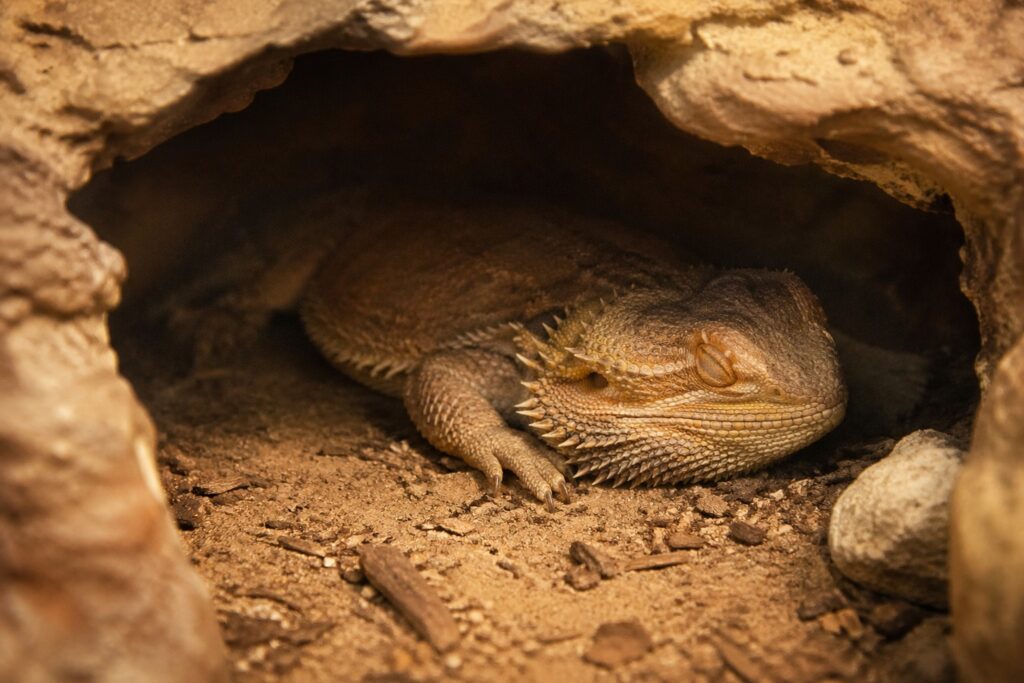 Bearded dragon sleeping inside a dark hide with eyes closed during brumation