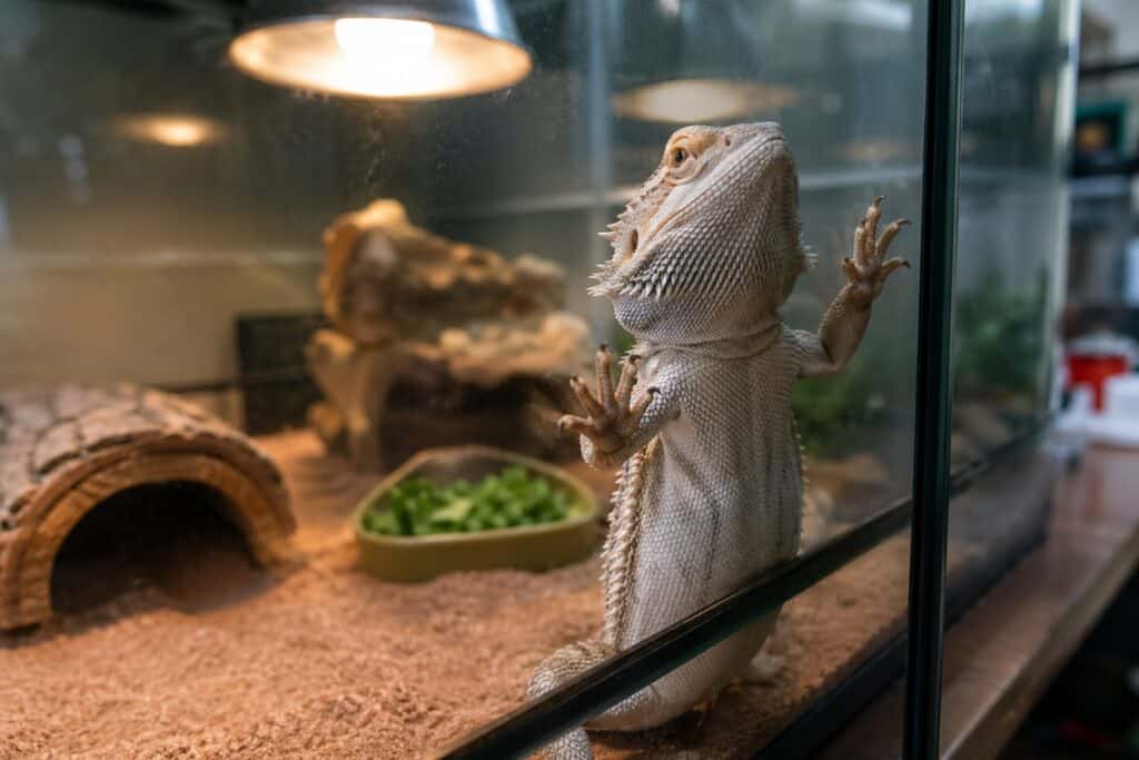 Bearded dragon standing on hind legs scratching at the glass wall of its enclosure