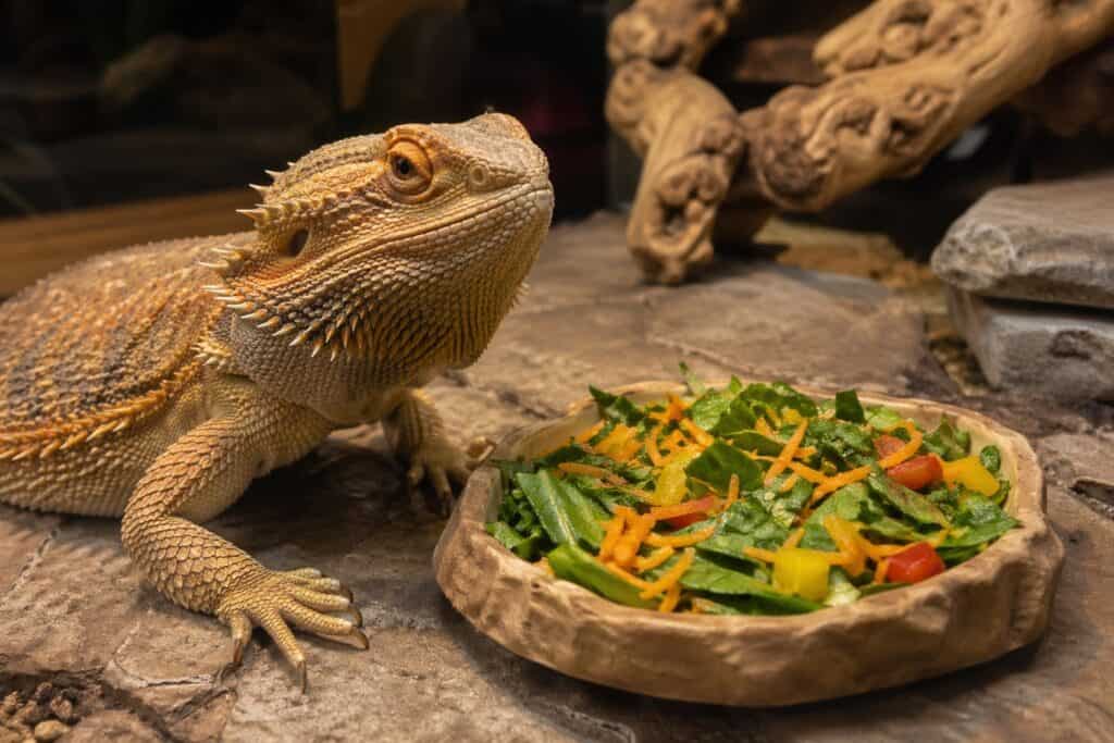 Adult bearded dragon in an enclosure next to an untouched bowl of fresh leafy greens