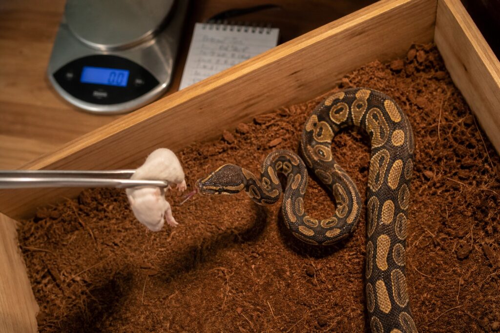 Young ball python striking at a thawed fuzzy mouse held with feeding tongs
