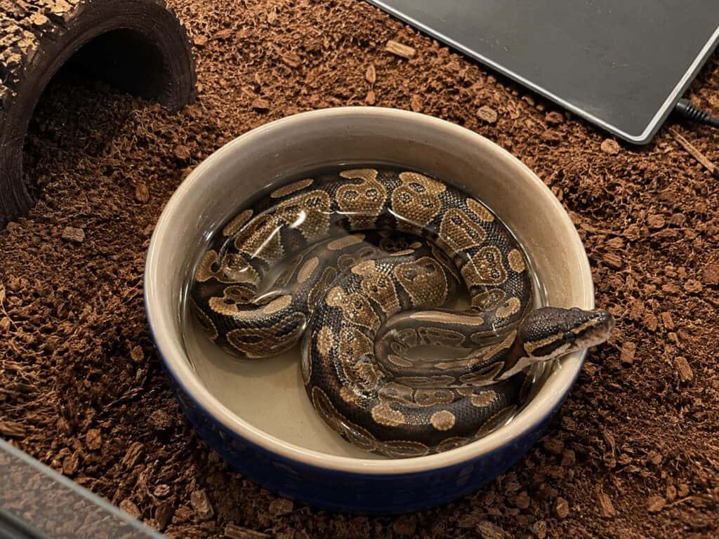 Ball python sitting in water bowl inside its enclosure soaking with its body coiled in the dish