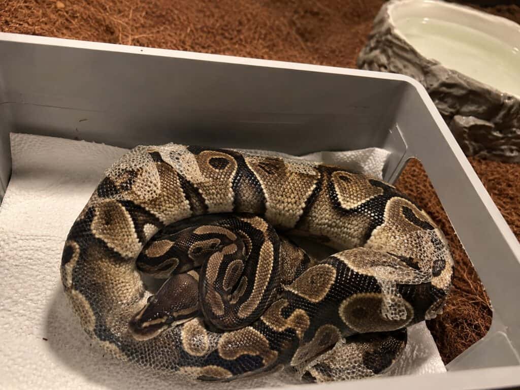 Ball python stuck shed with patches of retained skin visible on its body