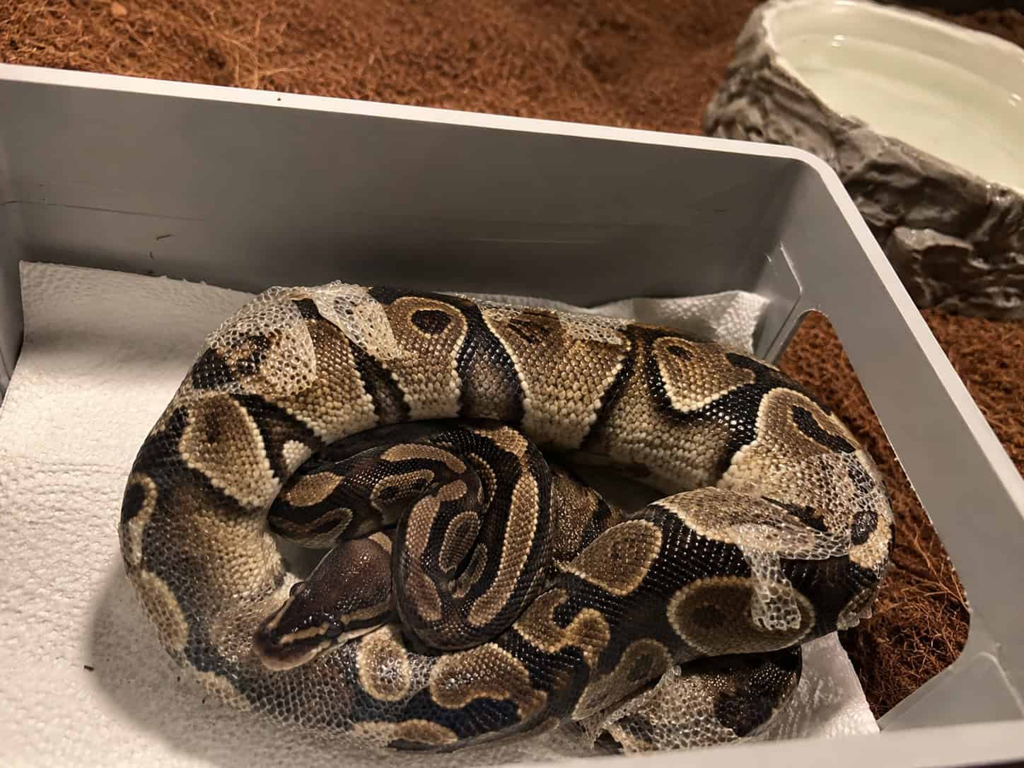 Ball Python Stuck Shed: 5 Safe Ways to Fix It Fast