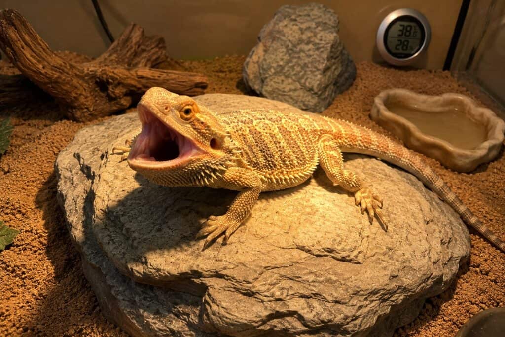 Bearded dragon basking temperature too high with the lizard gaping its mouth open under a heat lamp