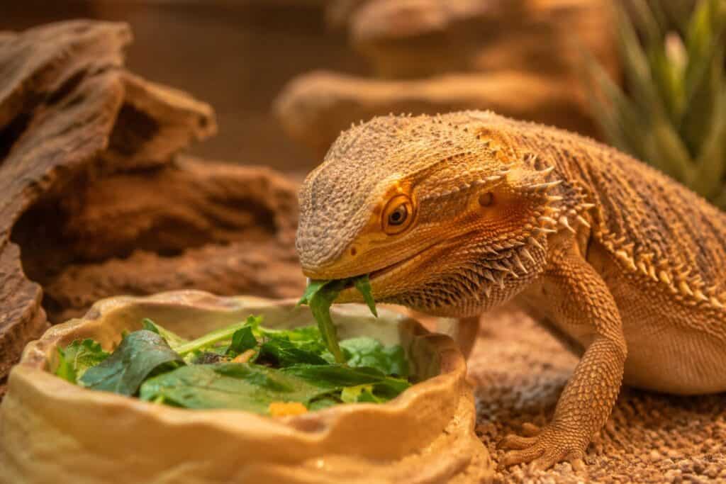 bearded dragon food, Bearded dragon eating a piece of collard green from a shallow food dish inside an enclosure