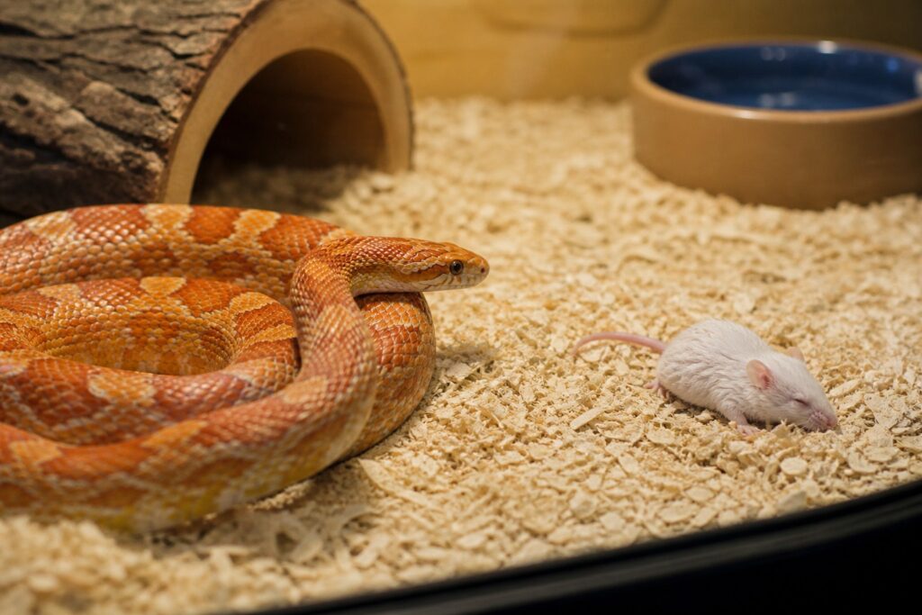 Adult corn snake coiled near an untouched mouse in its enclosure