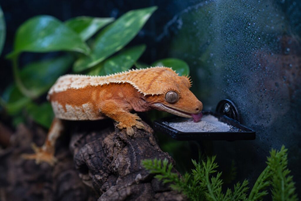 Crested gecko licking meal replacement powder from a small feeding ledge at night