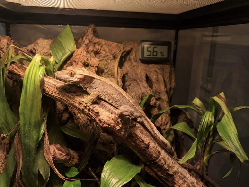 Crested gecko humidity too low shown by a hygrometer reading low levels inside a terrarium