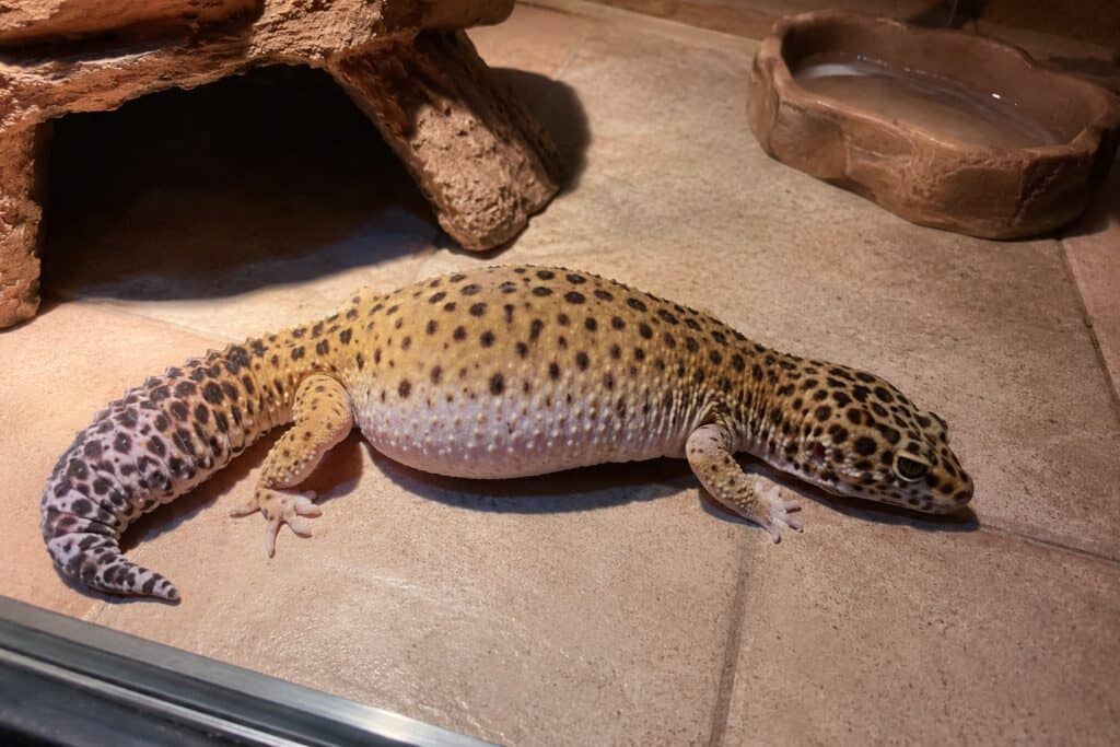 Leopard gecko impaction shown by a bloated belly on a gecko sitting on tile substrate