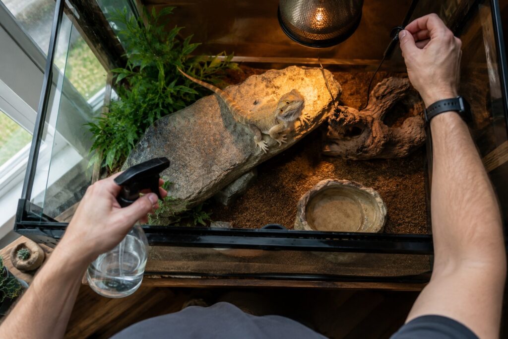 Reptile keeper checking temperature and humidity gauges inside a snake enclosure during morning care routine