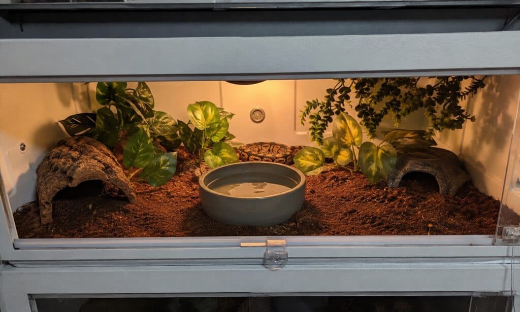 Ball python enclosure with coconut fiber substrate, two hides, a water bowl, and warm overhead lighting