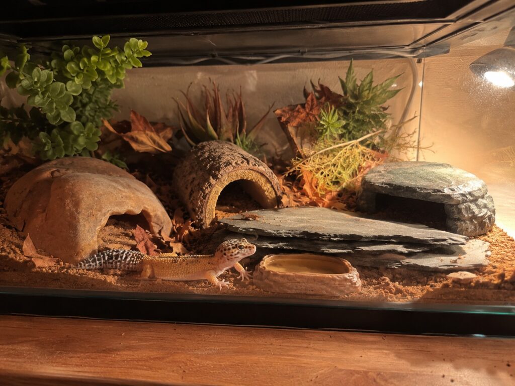 Leopard gecko enclosure with three hides, slate rock, and warm overhead lighting on a wooden stand