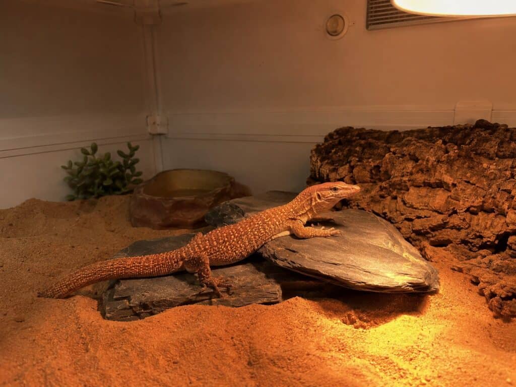 Ackie monitor basking on a stack of slate rocks under a warm light inside a large PVC enclosure