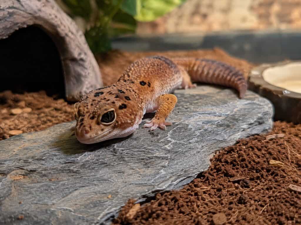 African fat tailed gecko resting on a flat rock inside a warm terrarium with coconut fiber substrate