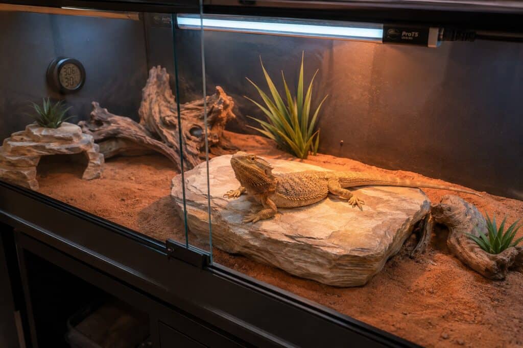 Bearded dragon tank, Bearded dragon basking on a branch inside a well-lit 120 gallon tank with UVB lighting and desert substrate