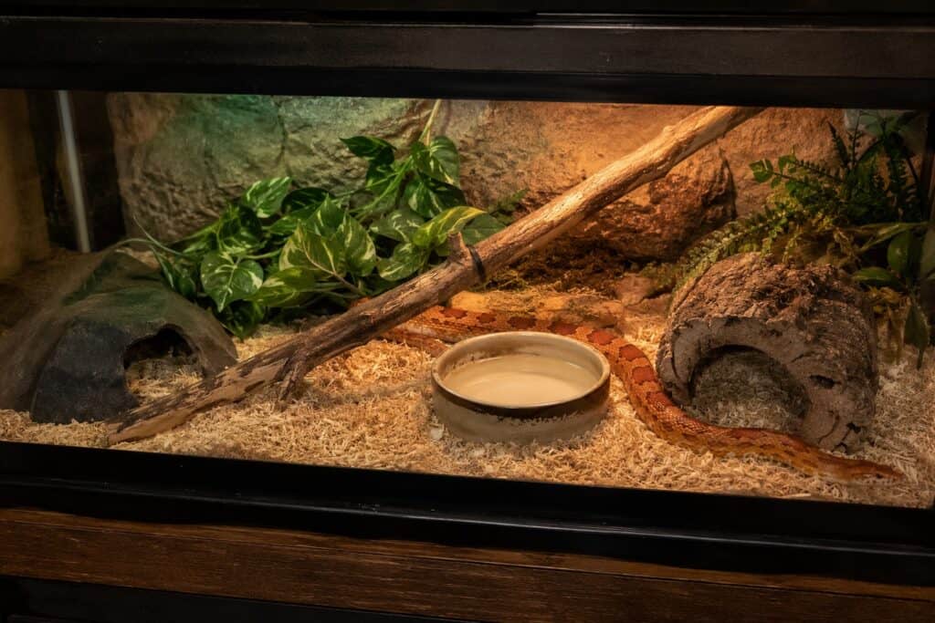 Corn Snake Enclosure: How to Set Up the Perfect Home