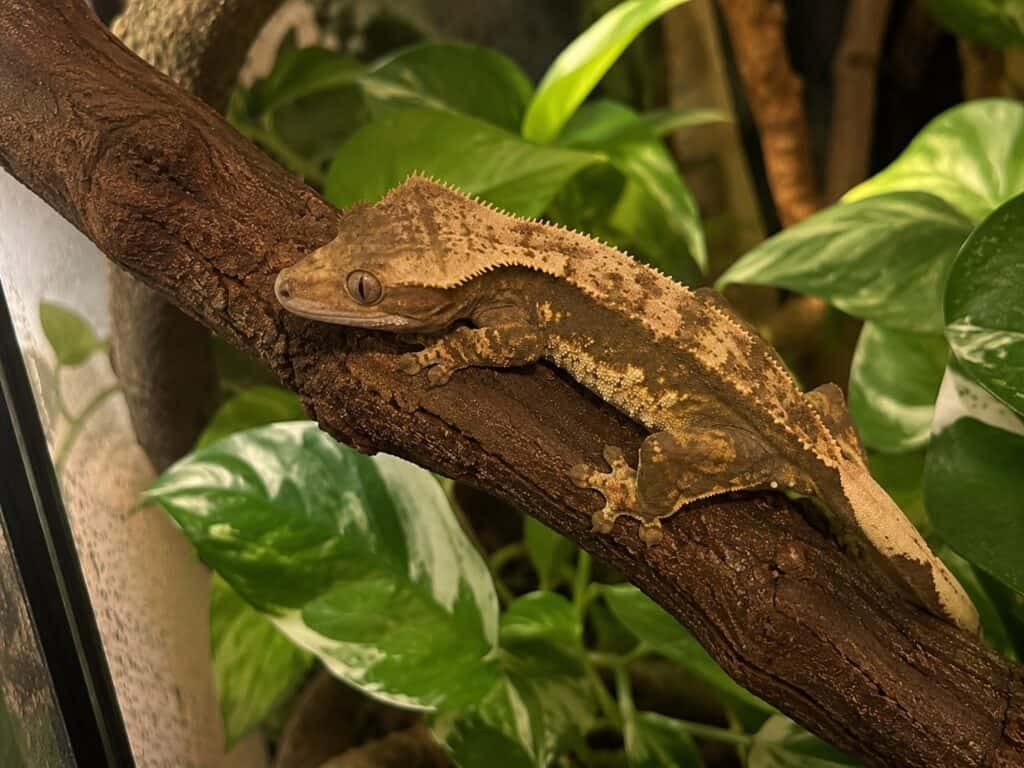 Adult crested gecko perched on a branch inside a planted vivarium at night. crested gecko lifespan