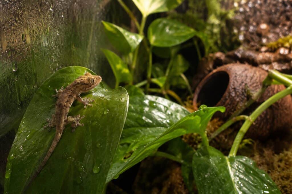 Mourning gecko climbing on a leaf inside a planted tropical vivarium