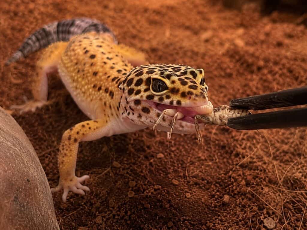 Leopard gecko eating a cricket from feeding tongs inside an enclosure, what do geckos eat