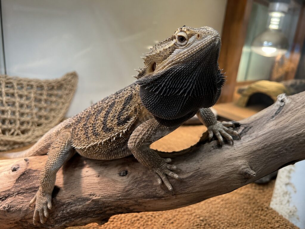 bearded dragon black beard, Bearded dragon with a fully darkened black beard puffed out while sitting on a branch in its enclosure