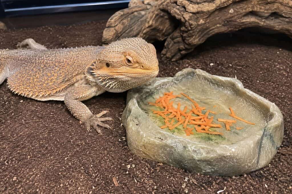 can bearded dragons eat carrots, Bearded dragon next to a small pile of shredded raw carrot in a shallow food dish