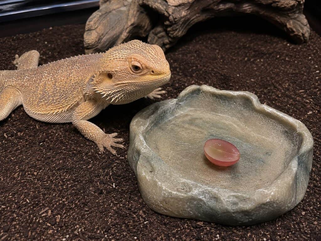 can bearded dragons eat grapes, Bearded dragon beside a single halved seedless grape in a shallow food dish