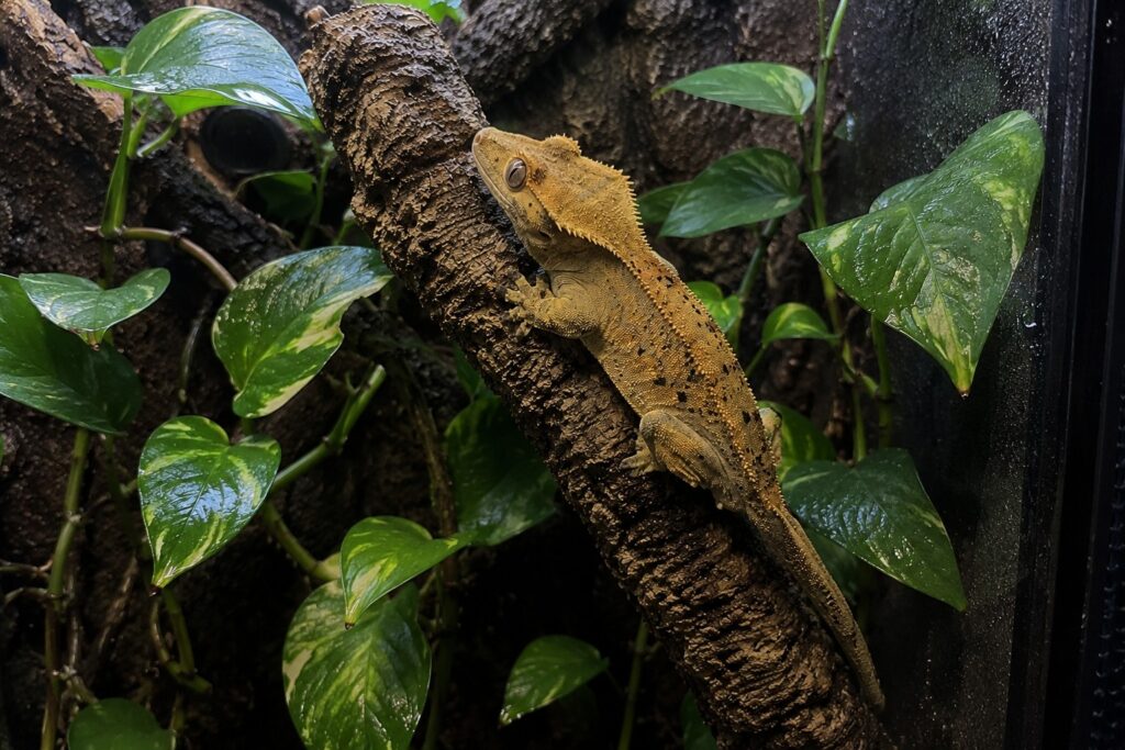 Crested gecko care, Crested gecko perched on a cork branch inside a planted tropical vivarium