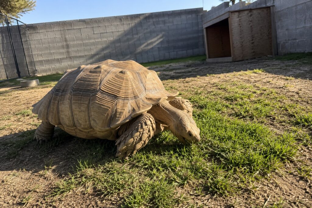 sulcata tortoise enclosure, Adult sulcata tortoise walking across a grassy outdoor pen with a solid low block wall and a wooden shelter in the background
