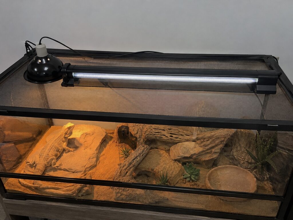 bearded dragon lighting, Linear T5 UVB tube and halogen basking bulb mounted above a bearded dragon enclosure