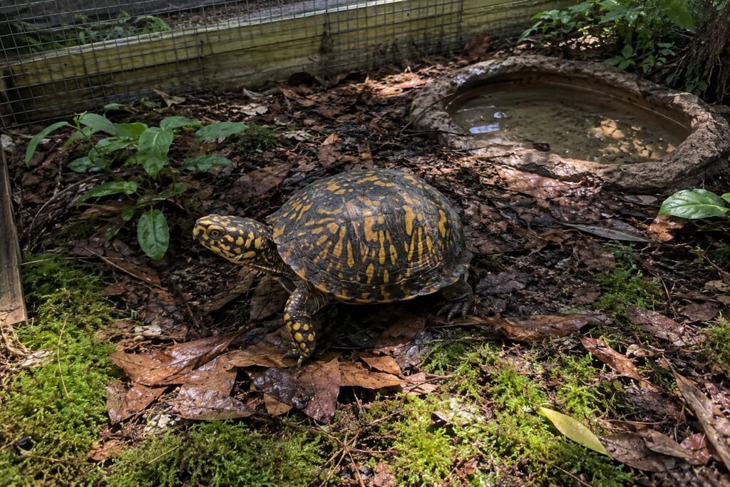 box turtle enclosure, Eastern box turtle walking through damp leaf litter and moss inside an outdoor pen with a shallow water dish