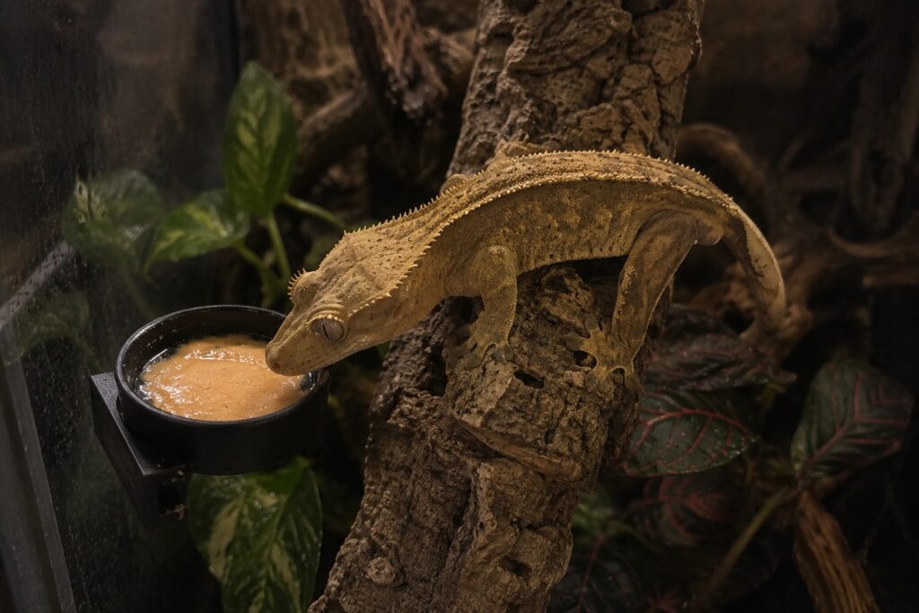 crested gecko food, Crested gecko perched on a branch beside a small ledge dish filled with prepared crested gecko diet