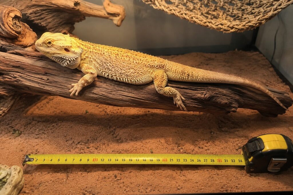how big do bearded dragons get, Adult bearded dragon stretched out on a branch next to a ruler showing its full body and tail length