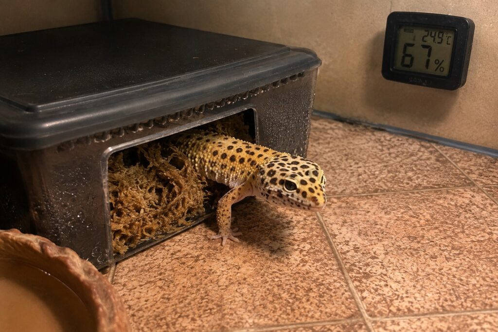 leopard gecko humidity, Leopard gecko sitting at the entrance of a humid hide filled with damp sphagnum moss inside its enclosure