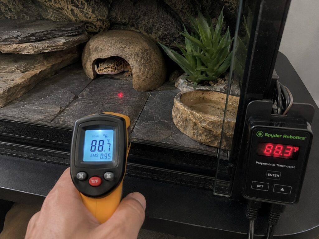 leopard gecko temperature, Keeper aiming an infrared temperature gun at the warm side floor of a leopard gecko enclosure