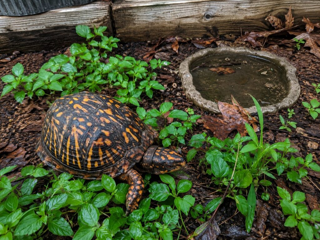 box turtle care, Eastern box turtle walking through damp leaf litter in a planted outdoor enclosure