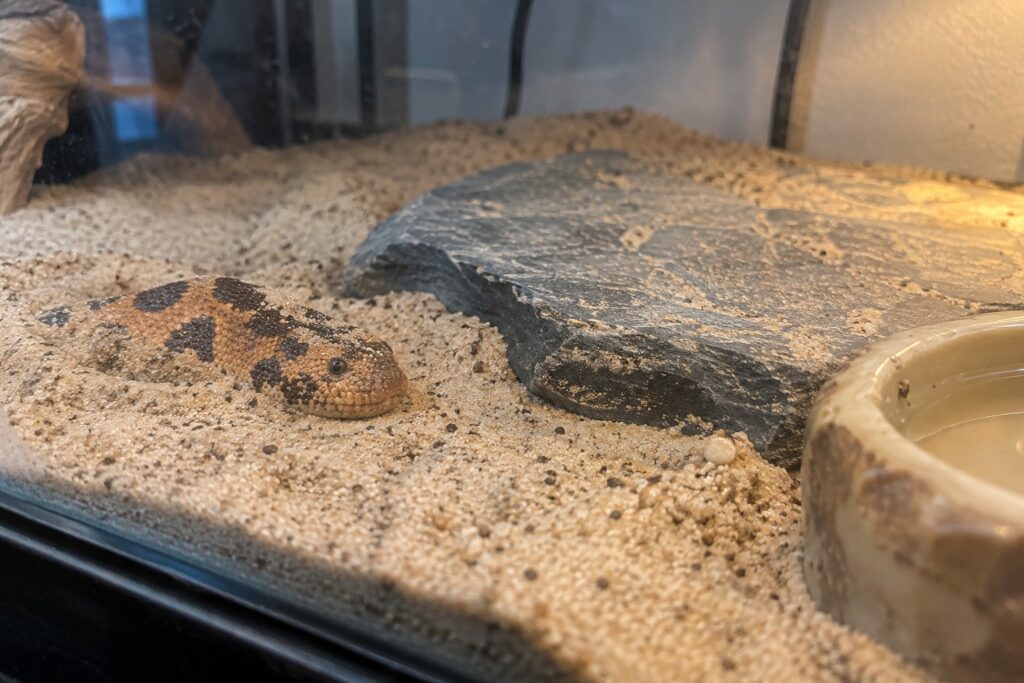 kenyan sand boa, Kenyan sand boa with only its head poking out of sandy substrate inside a glass enclosure