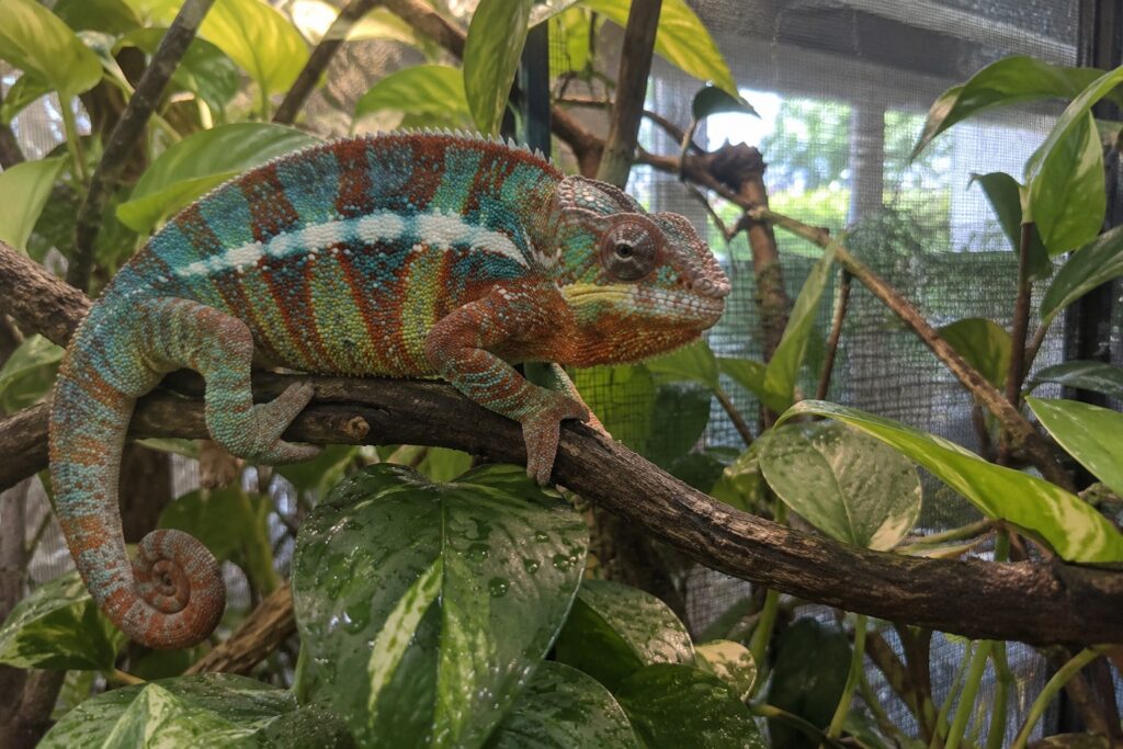 panther chameleon care, Male panther chameleon gripping a branch among pothos leaves inside a screen enclosure