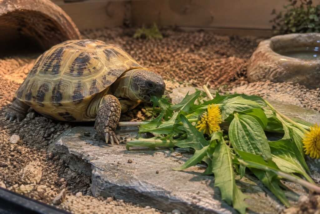 russian tortoise diet, Russian tortoise eating dandelion leaves and flowers on a flat stone in its enclosure