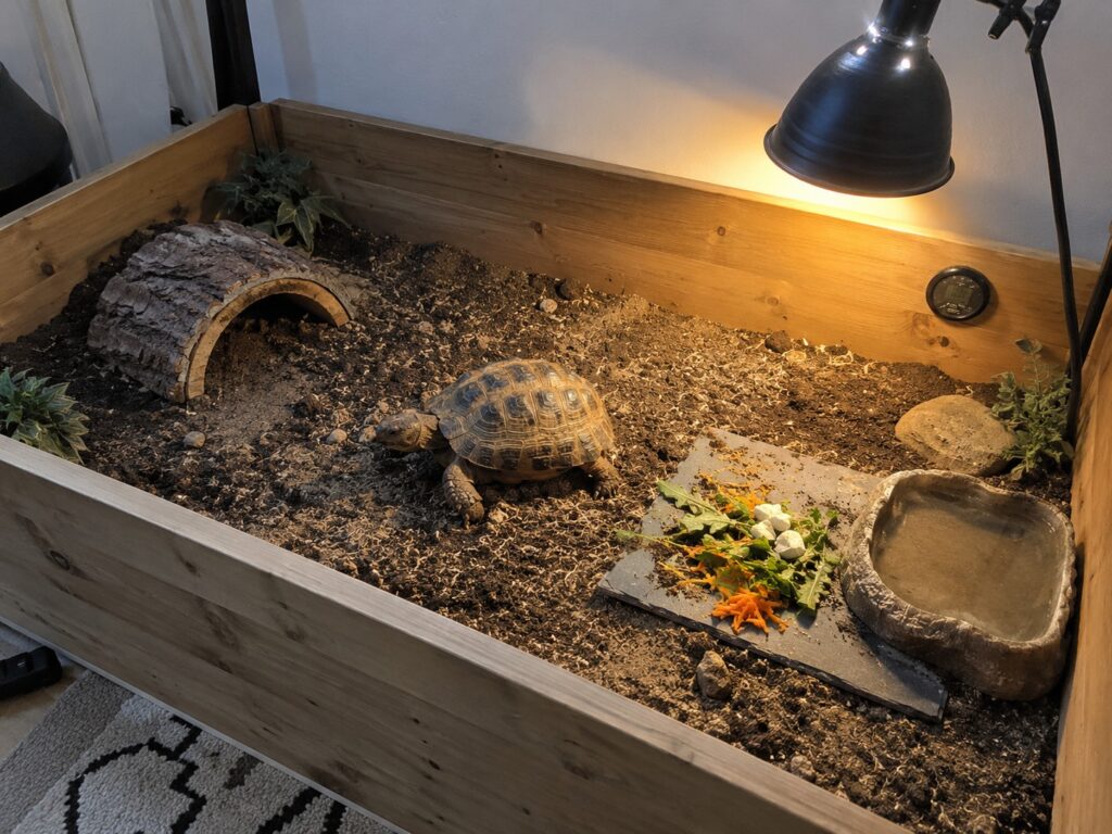 Russian tortoise enclosure, Russian tortoise walking across deep soil substrate in an open-top wooden tortoise table