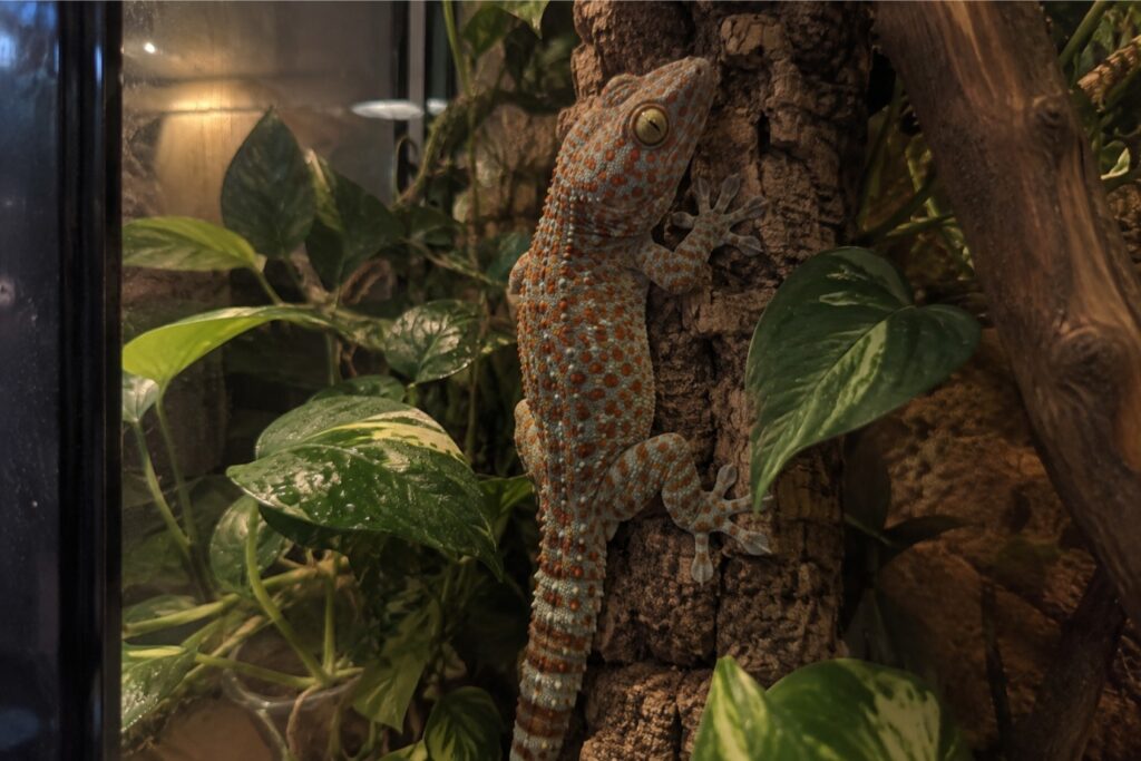 tokay gecko care, Tokay gecko clinging to cork bark inside a tall planted terrarium at dusk