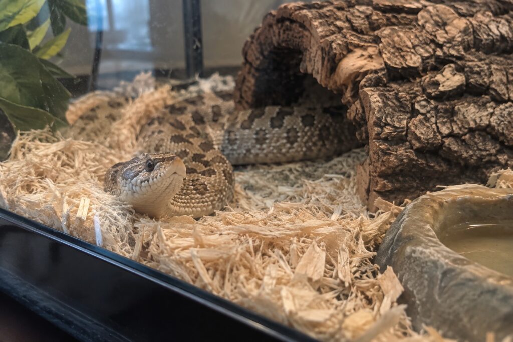 western hognose snake care, Western hognose snake with its upturned snout resting on aspen bedding inside a reptile enclosure