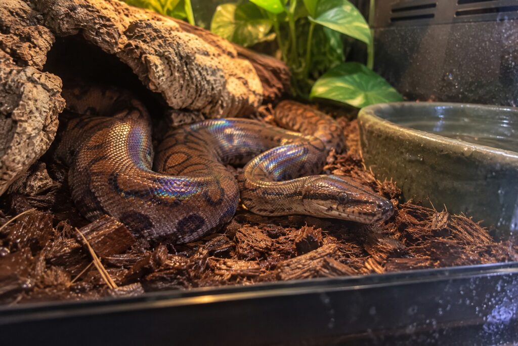 colombian rainbow boa care, Colombian rainbow boa coiled on damp cypress mulch with an iridescent sheen on its scales
