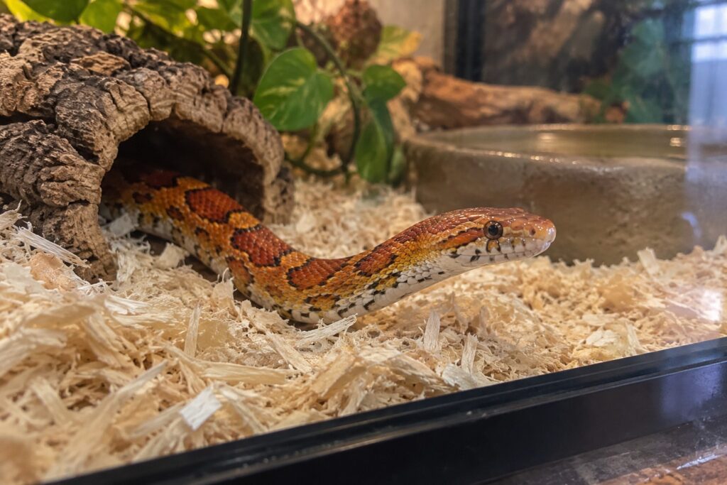 corn snake substrate, Corn snake with its head poking out of a tunnel in deep aspen shavings inside a glass enclosure