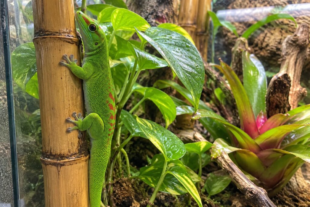 day gecko care, Giant day gecko clinging to a bamboo stalk among green leaves inside a planted glass terrarium