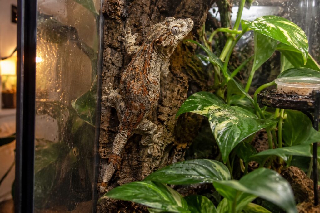 gargoyle gecko enclosure, Gargoyle gecko clinging to a cork bark round inside a tall planted front opening terrarium