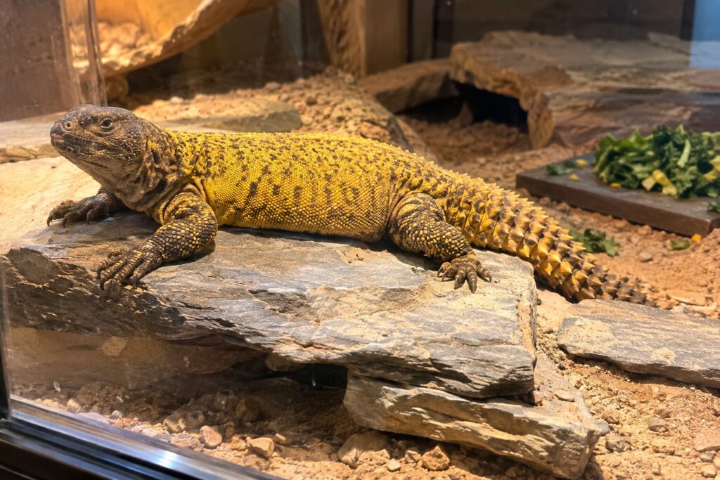 uromastyx care, Uromastyx lizard basking on a flat stack of slate under a bright heat lamp in a desert enclosure